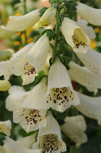 Foxgloves Dalmation White - West Coast Seeds - Image 4