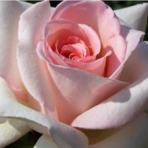 Francis Meilland - Star Roses and Plants - Image 2