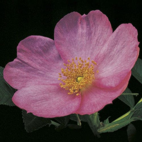 Frau Dagmar Hartopp - Weeks Rose - Image 2