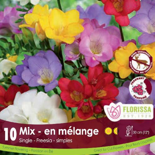 Freesia, Single - Mix, 10 Pack