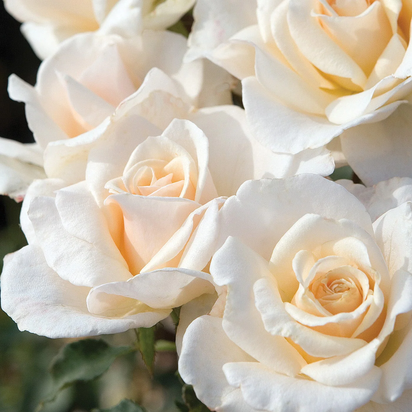 French Lace - Star Roses and Plants