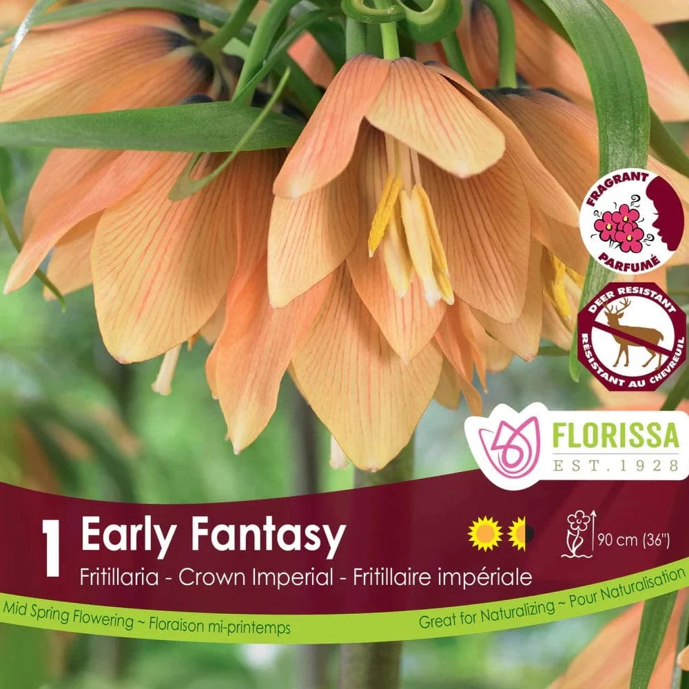 Fritillaria - Early Fantasy