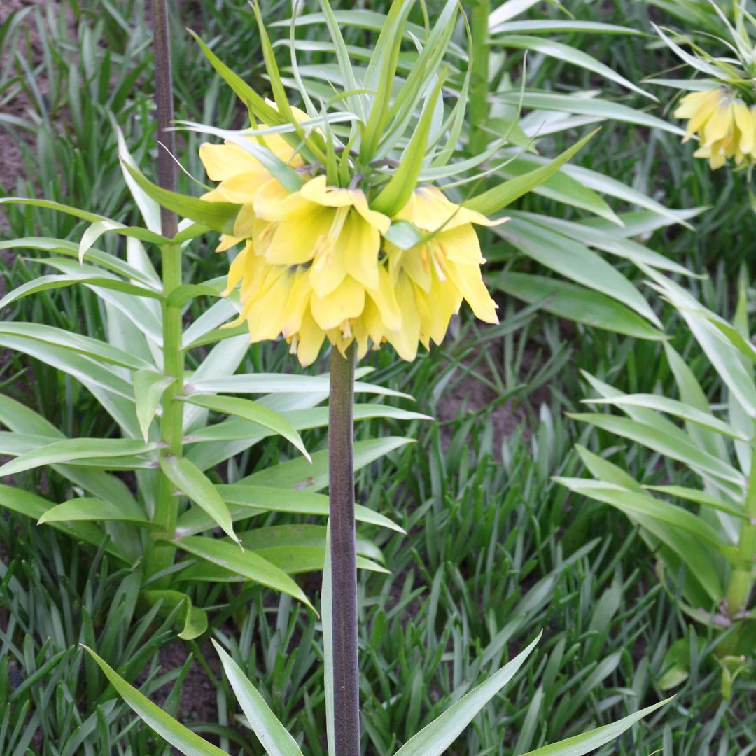 Fritillaria - Early Sensation - Image 2