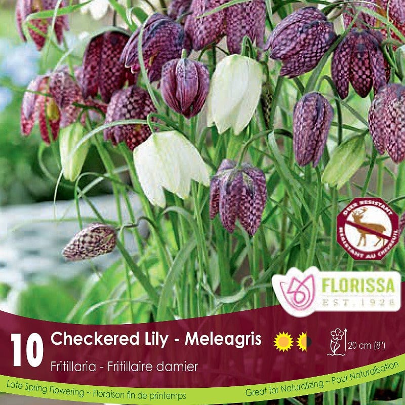 Fritillaria - Checkered Lily, Meleagris, 10 Pack