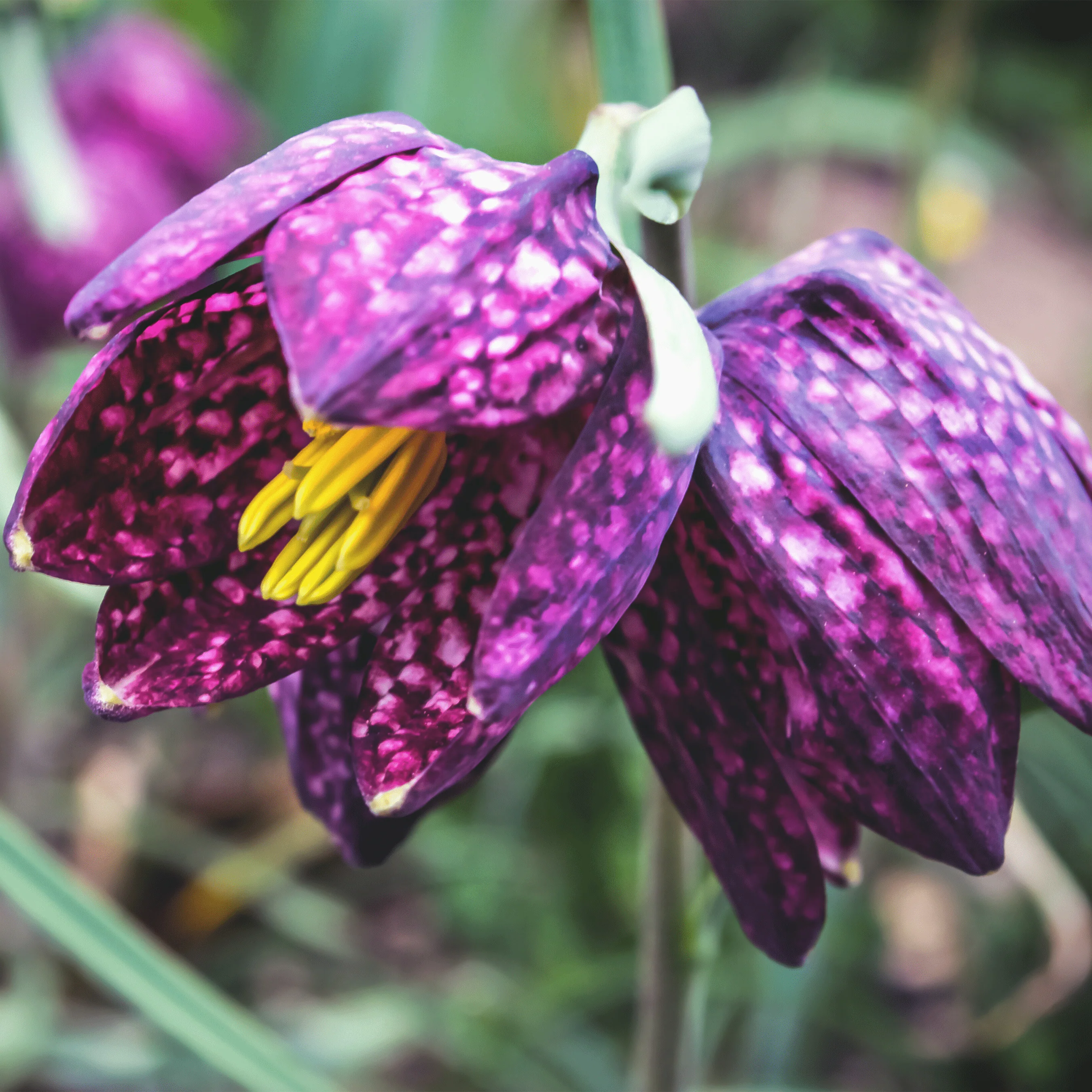 Fritillaria - Checkered Lily, Meleagris, 10 Pack - Image 2