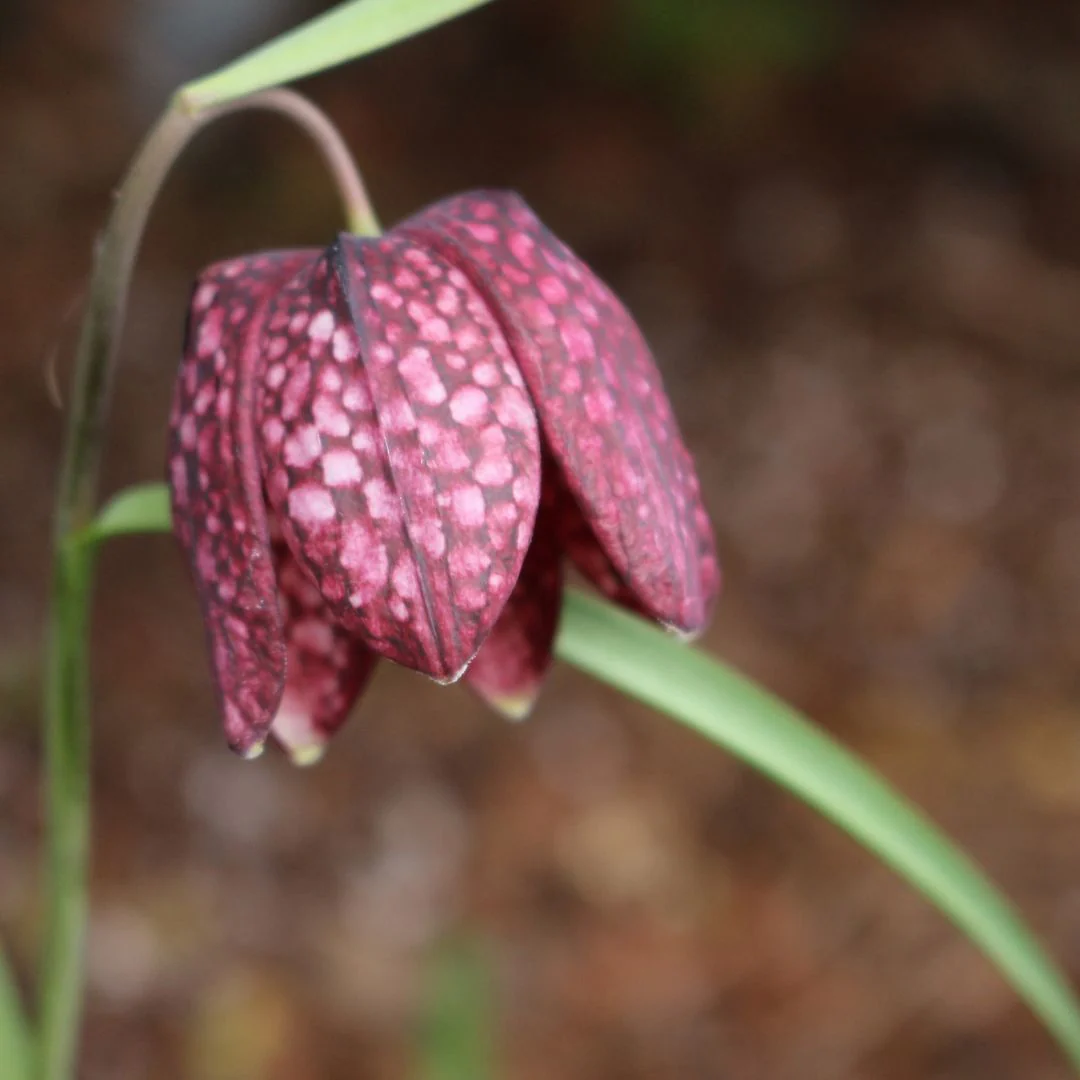 Fritillaria - Checkered Lily, Meleagris, 10 Pack - Image 3