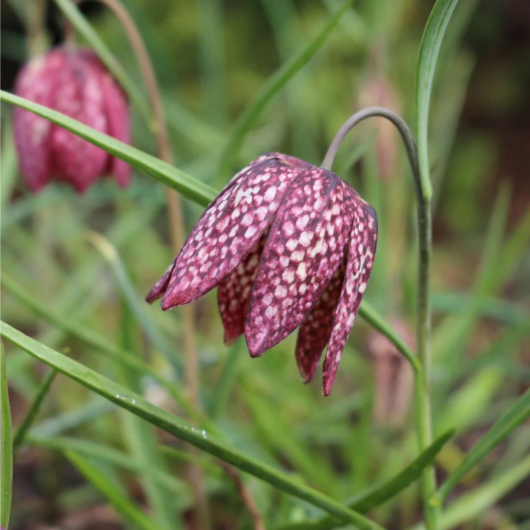 Fritillaria - Checkered Lily, Meleagris, 10 Pack - Image 4