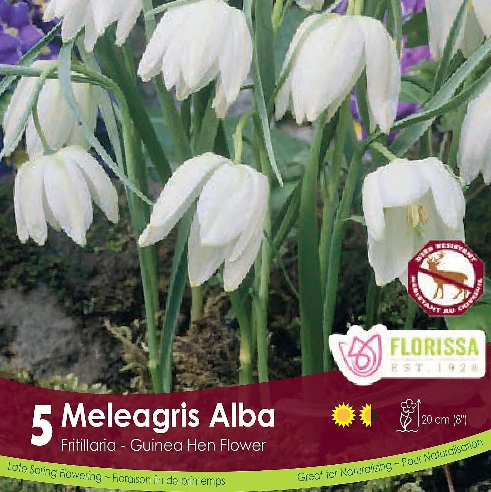 Fritillaria - Meleagris Alba, 5 Pack