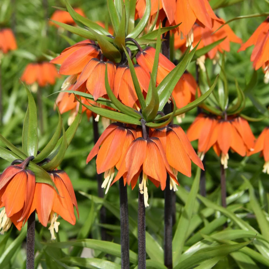 Fritillaria - Orange Beauty, 1 Pack - Image 2