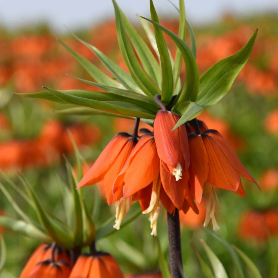 Fritillaria - Orange Beauty, 1 Pack - Image 3