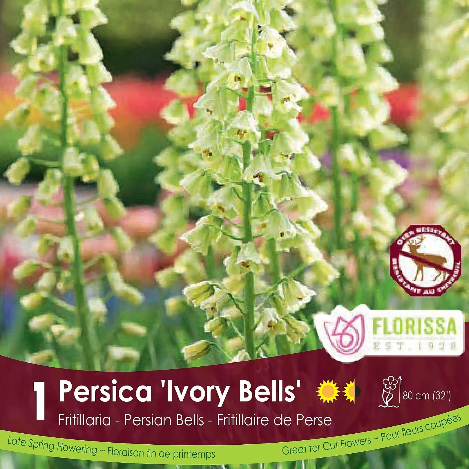 Fritillaria -  Persica 'Ivory Bells'