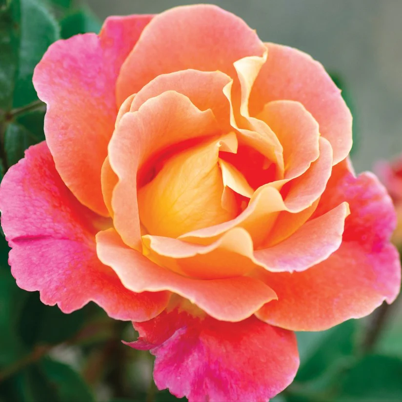 Fruity Petals - Star Roses and Plants