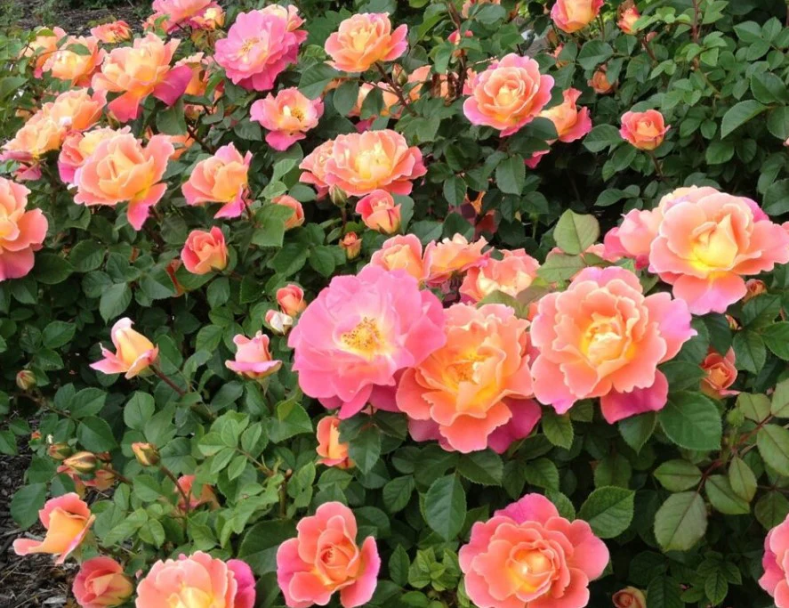 Fruity Petals - Star Roses and Plants - Image 2