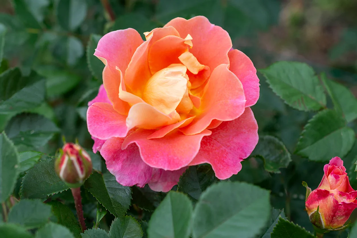 Fruity Petals - Star Roses and Plants - Image 3