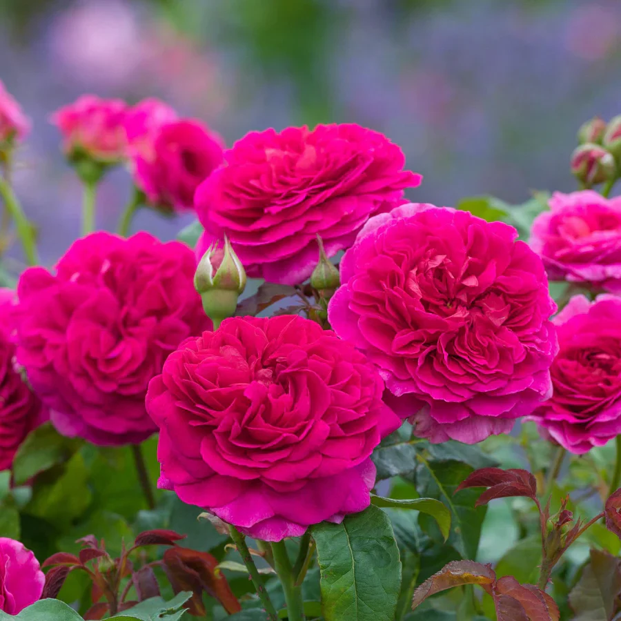 Gabriel Oak - David Austin Rose
