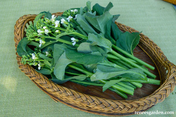 Gai Lan Early Jade - Renee's Garden - Image 2