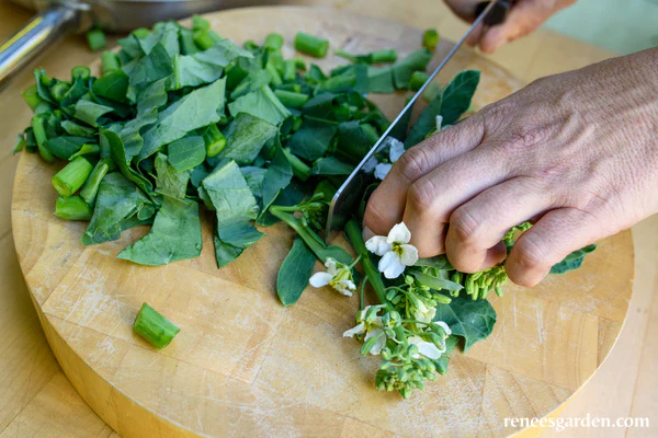 Gai Lan Early Jade - Renee's Garden - Image 3