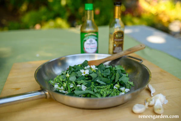 Gai Lan Early Jade - Renee's Garden - Image 5