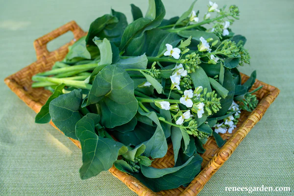 Gai Lan Early Jade - Renee's Garden - Image 6