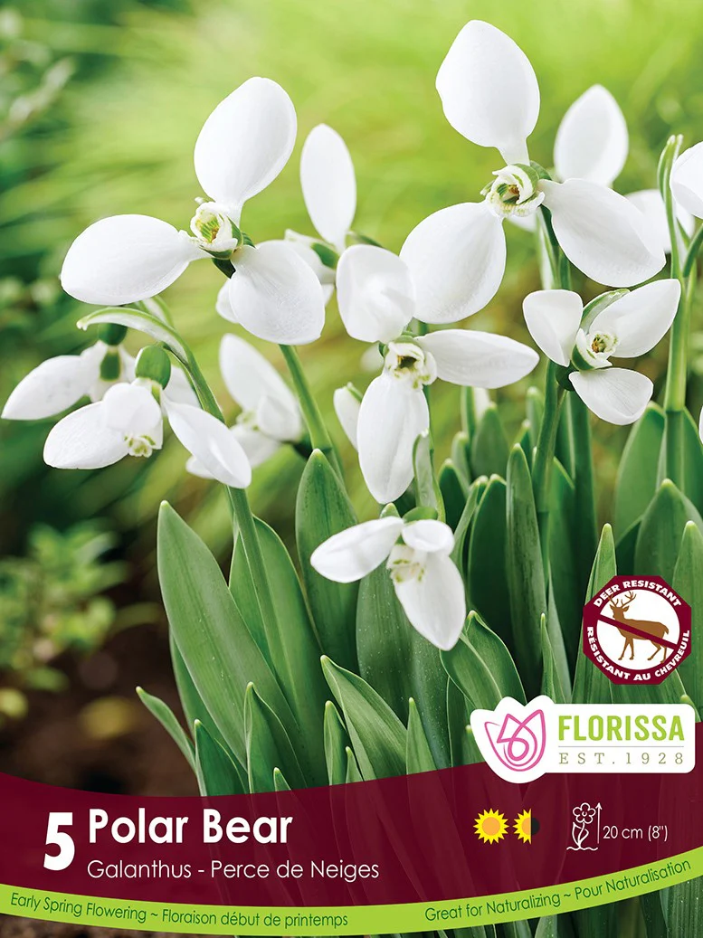 Galanthus - Polar Bear, 5 Pack