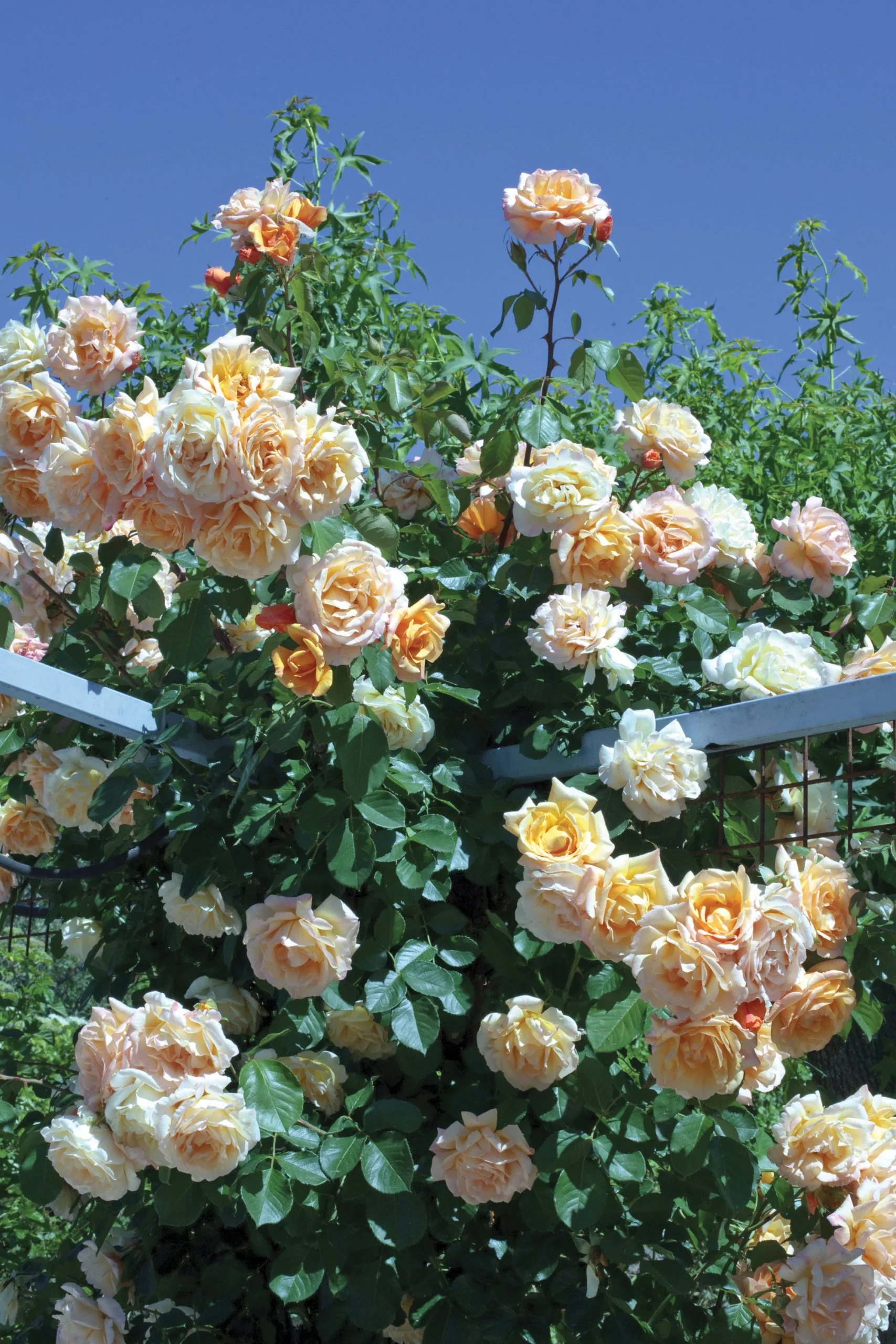 Garden Sun - Star Roses and Plants - Image 3