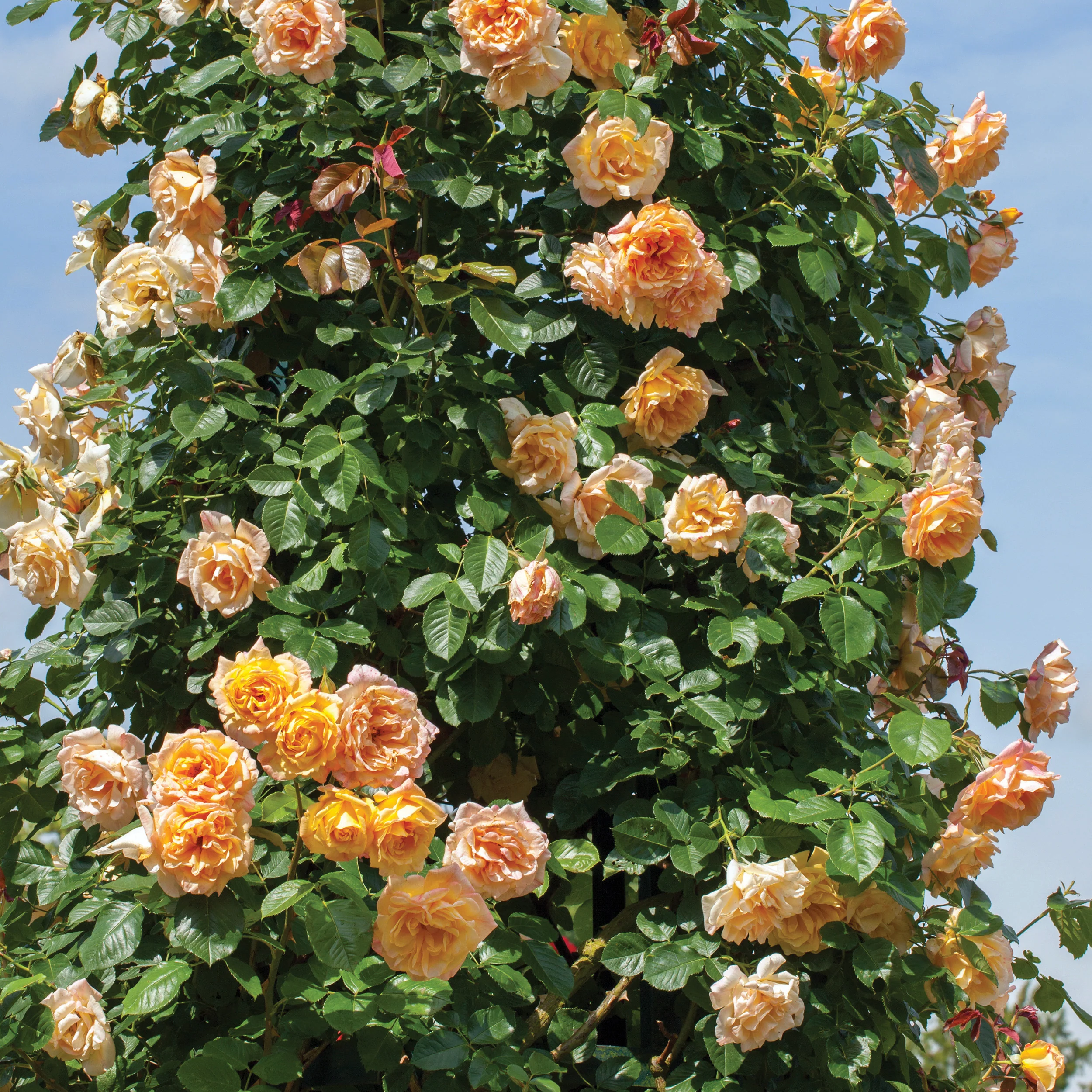 Garden Sun - Star Roses and Plants - Image 4