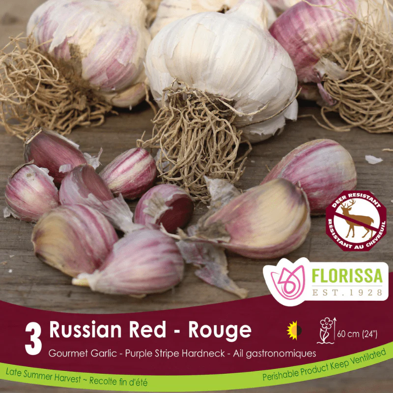 Garlic - Russian Red (Spring Planting)