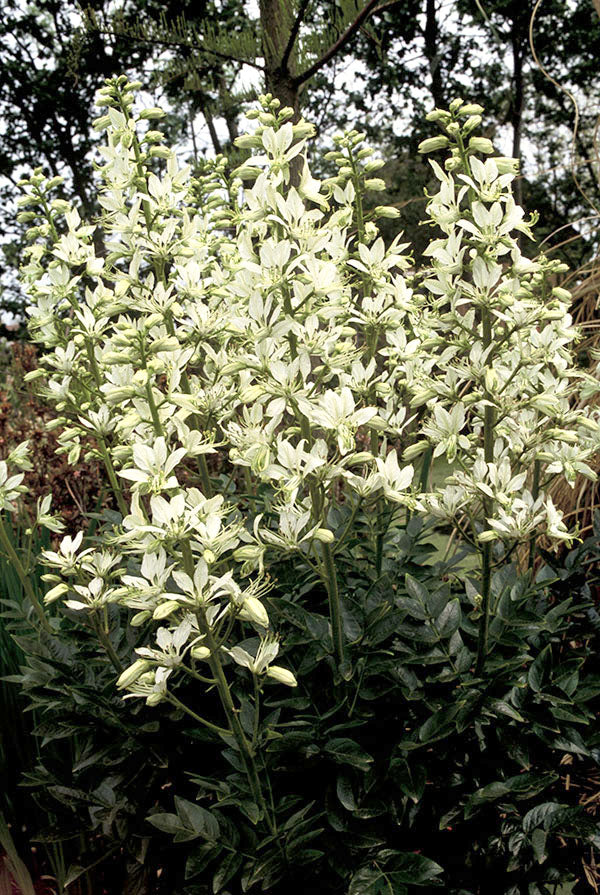 Gas Plant - Albiflorus, 1 Pack - Image 2