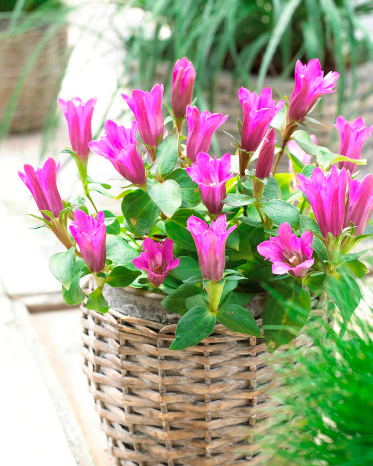 Gentian - Little Pinkie, 1 Pack - Image 2