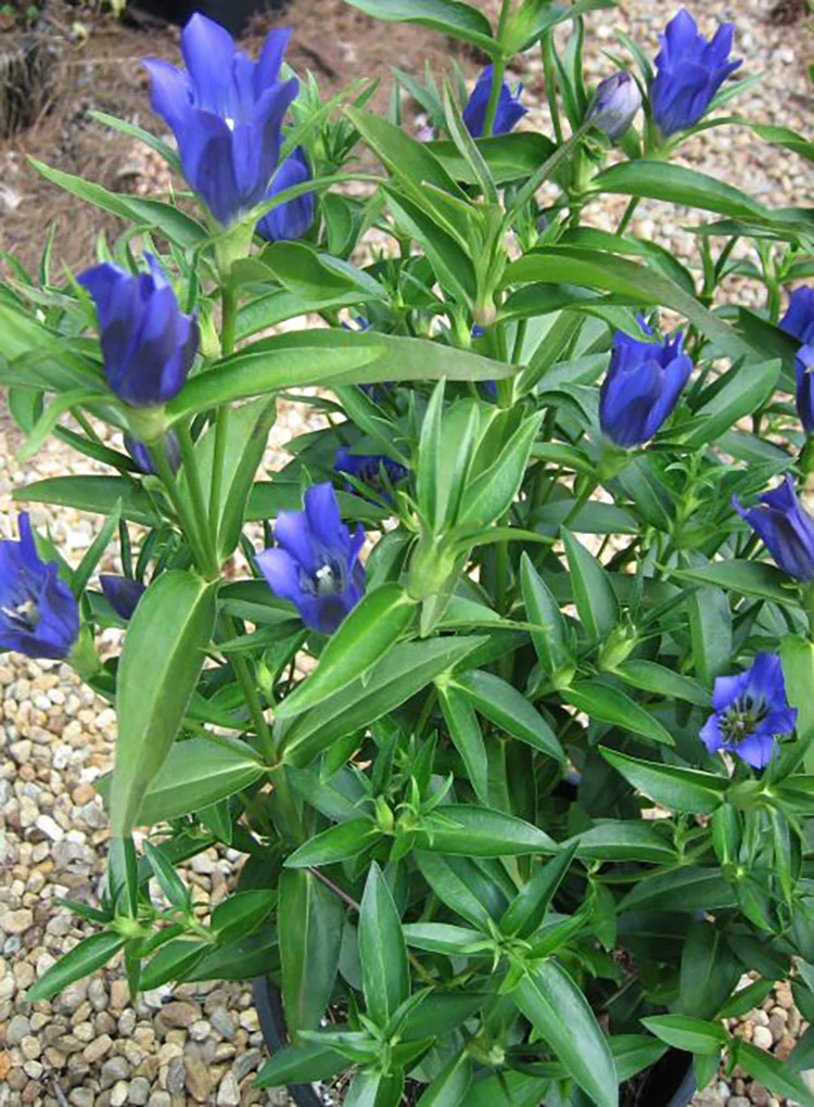 Gentian - True Blue, 1 Pack - Image 2