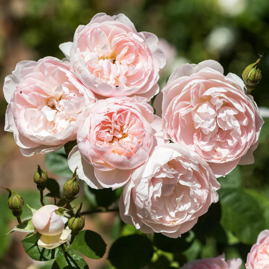 Gentle Hermione - David Austin Rose - Image 2