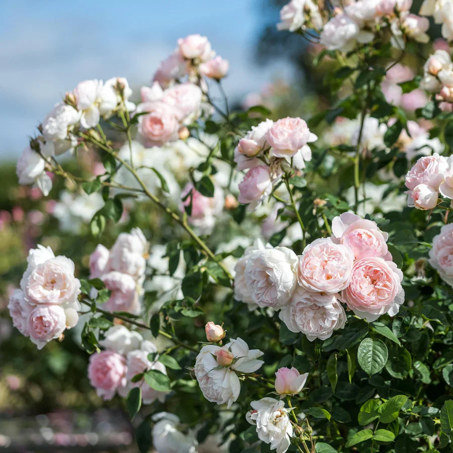 Gentle Hermione - David Austin Rose - Image 3