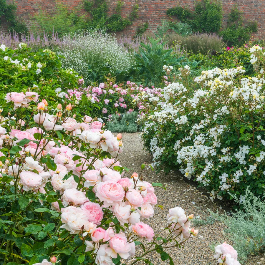 Gentle Hermione - David Austin Rose - Image 4