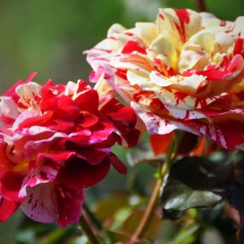 George Burns - Weeks Rose - Image 2