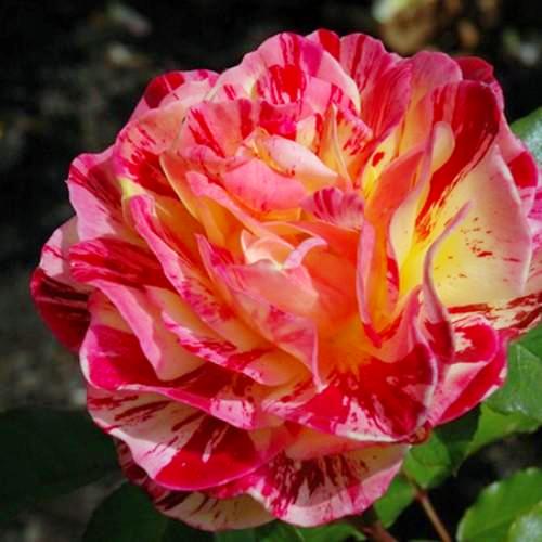 George Burns - Weeks Rose - Image 3