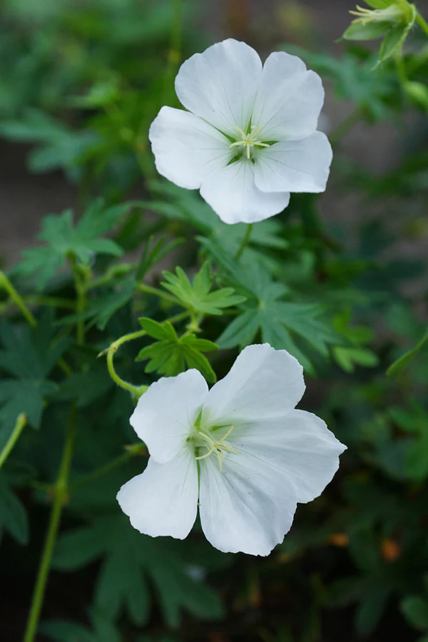 Geranium - Album, 1 Pack - Image 2
