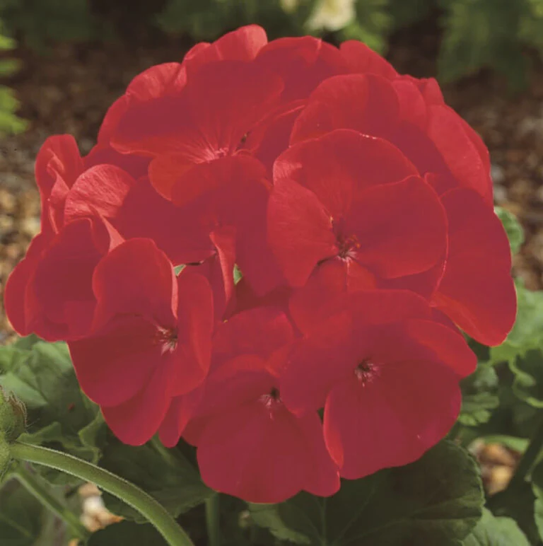 Geranium Maverick Scarlet - Ontario Seed Company