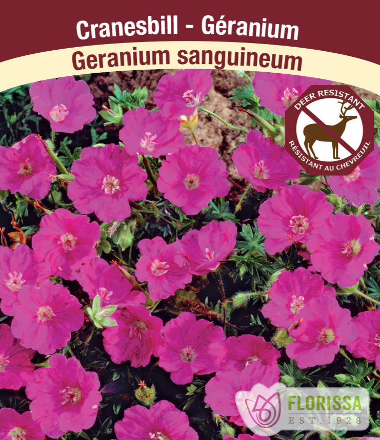 Geranium - sanguineum, 1 Pack