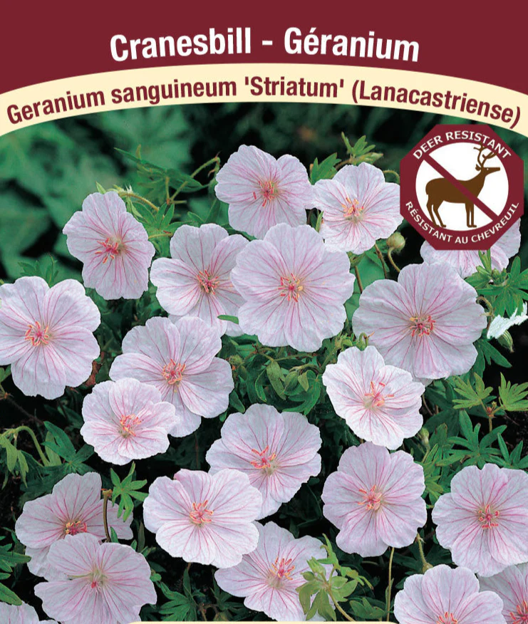 Geranium - Striatum , 1 Pack