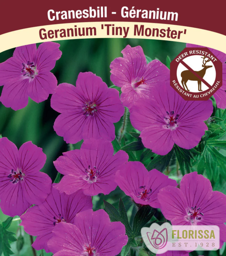 Geranium - Tiny Monster, 1 Pack