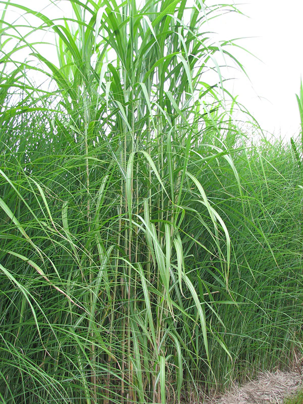 Maiden Grass - Miscanthus giganteus, 1 Pack - Image 2