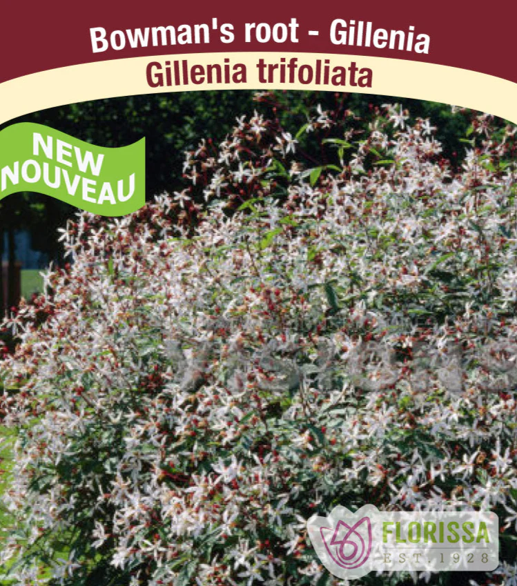 Gillenia - Trifoliata, 1 Pack