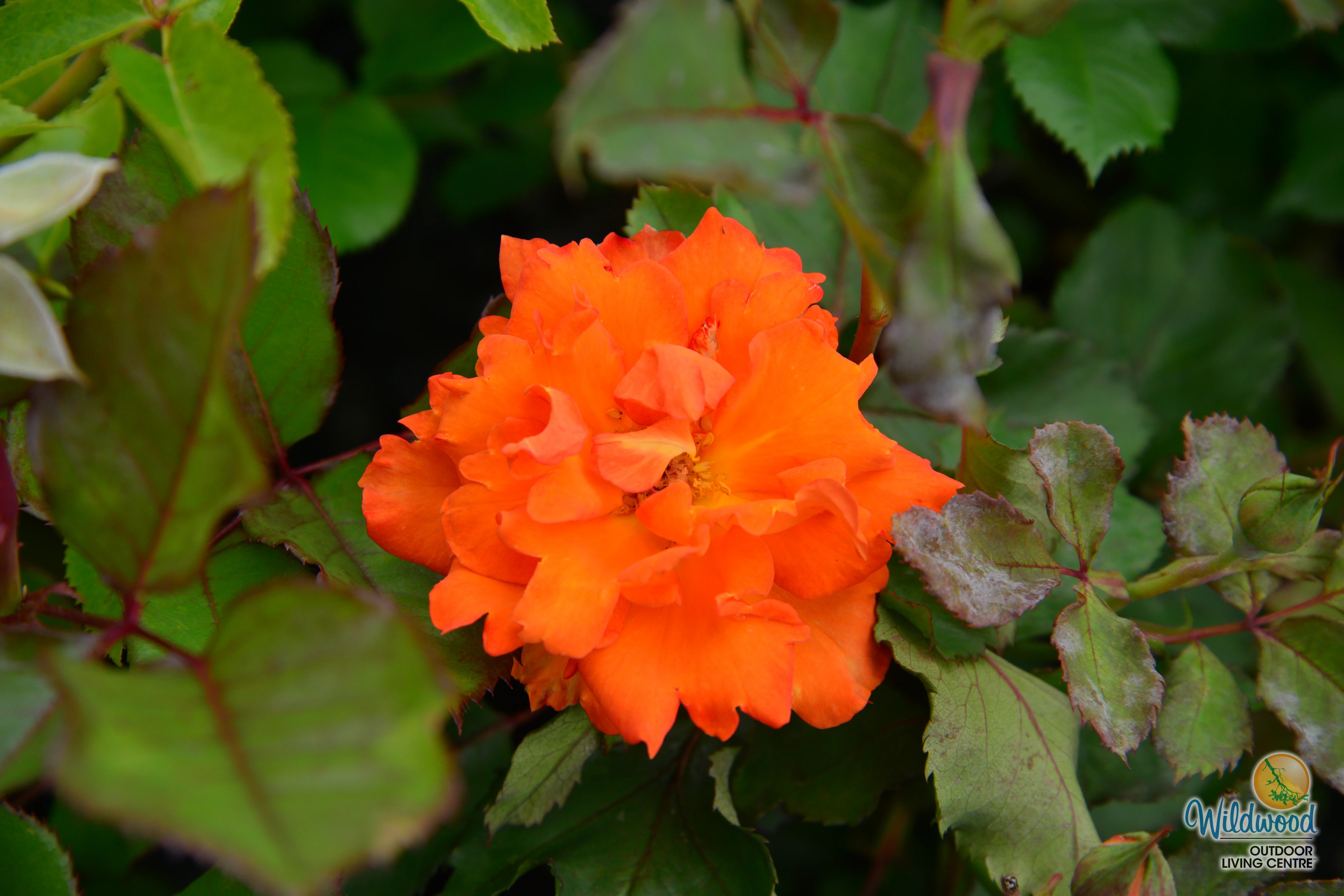 Gingersnap - Star Roses and Plants - Image 2