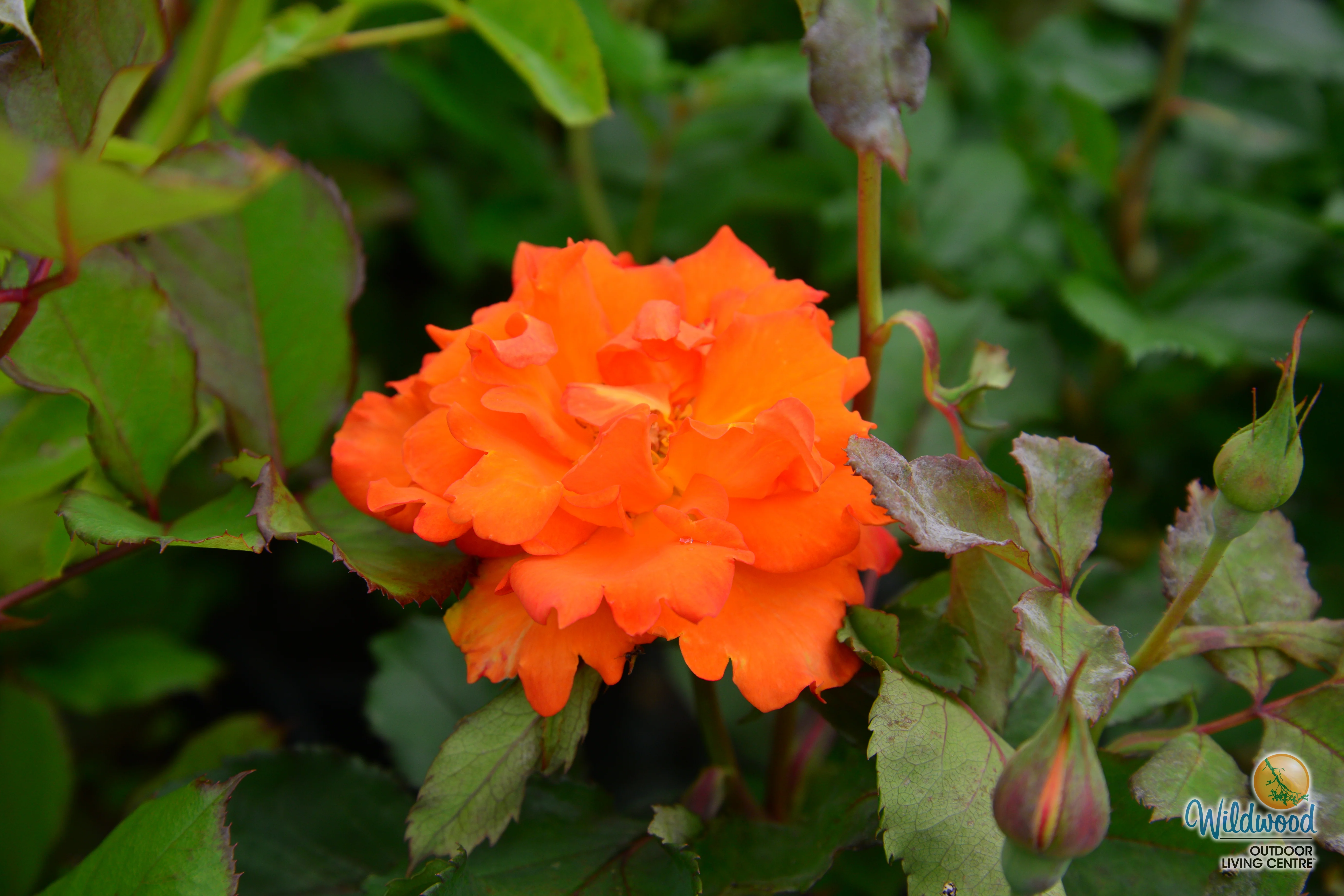 Gingersnap - Star Roses and Plants - Image 3