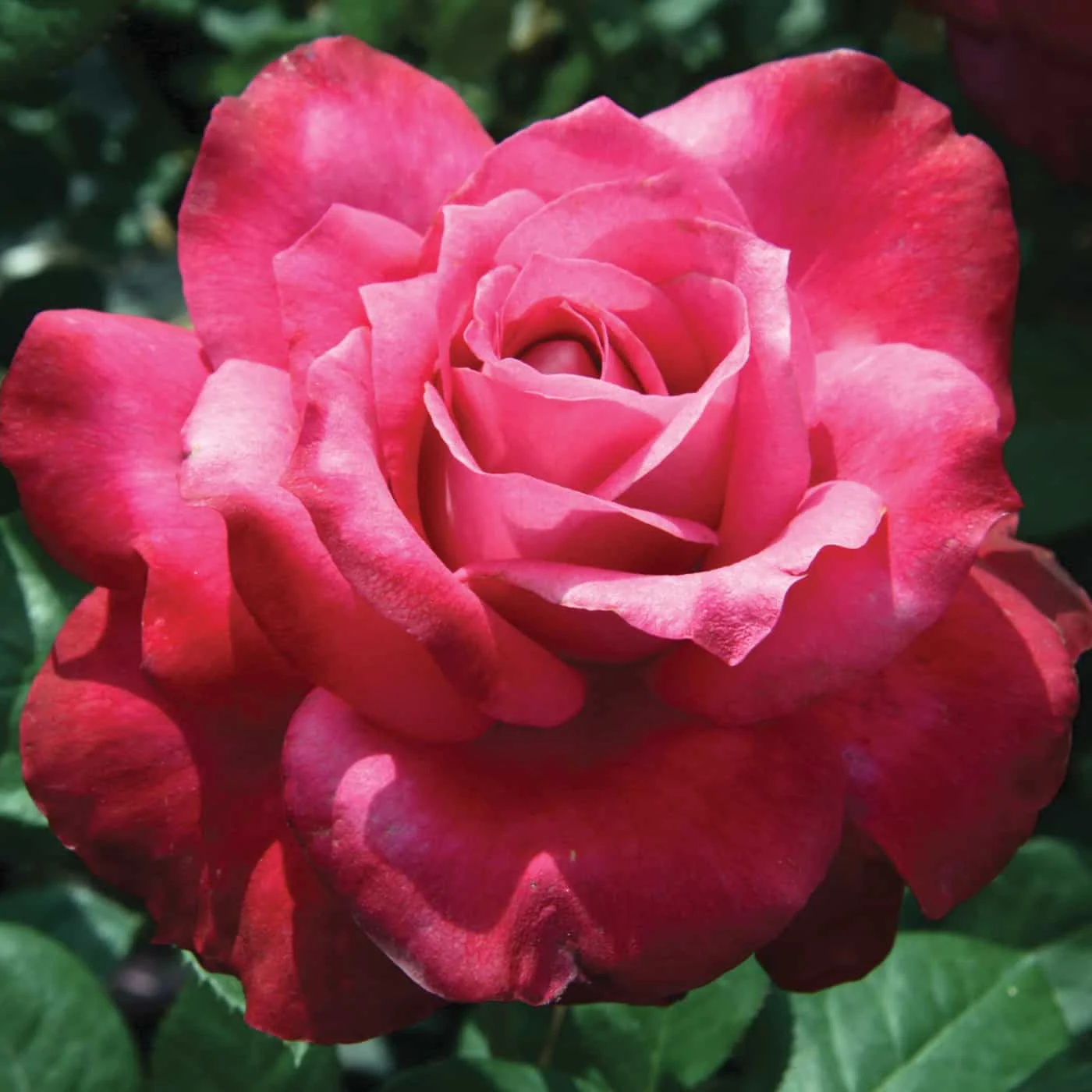 Girls’ Night Out - Star Roses and Plants