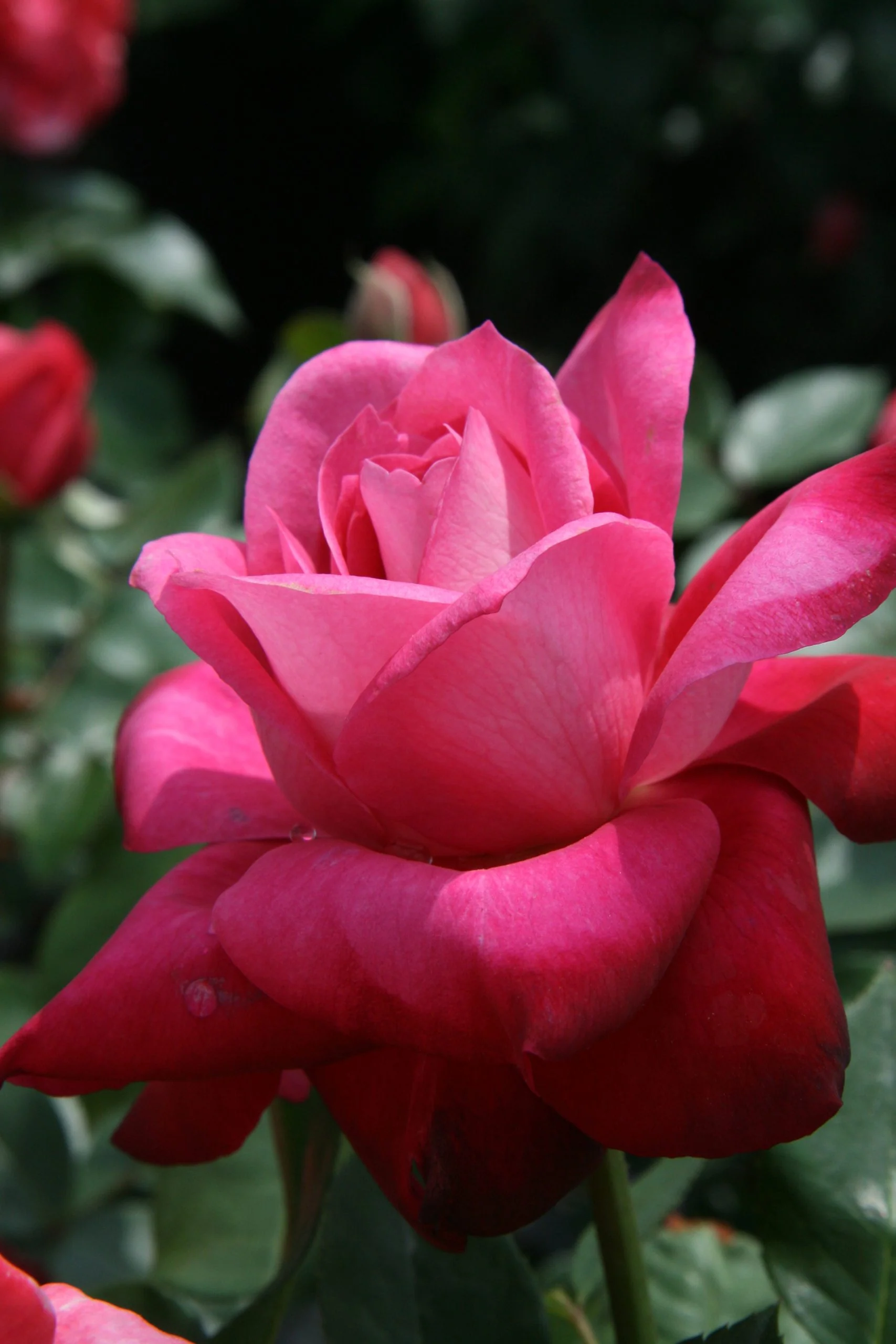 Girls’ Night Out - Star Roses and Plants - Image 2