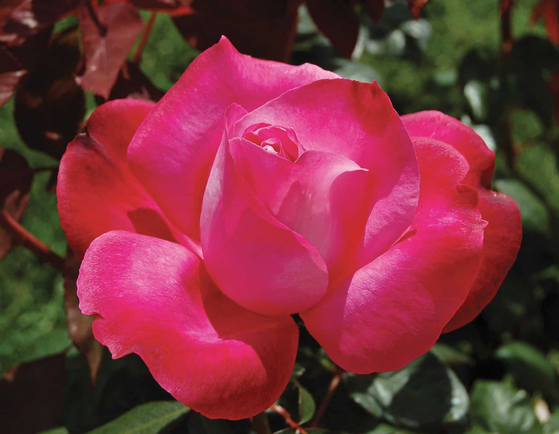 Girls’ Night Out - Star Roses and Plants - Image 3