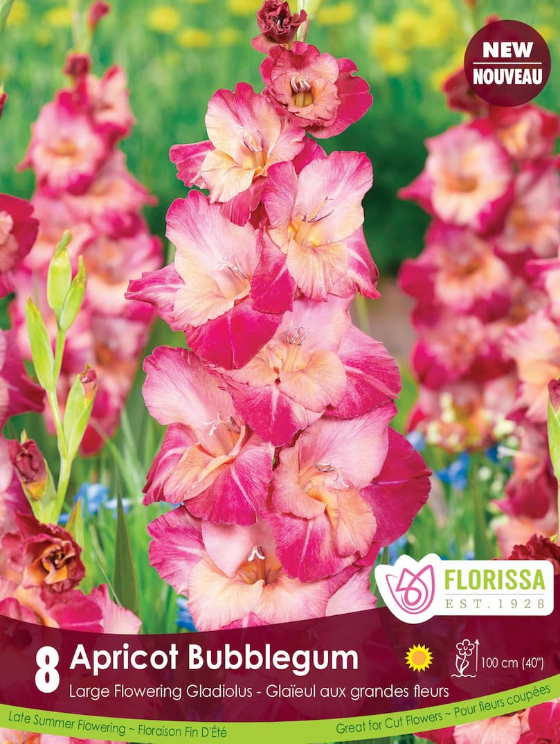 Gladiolus - Apricot Bubble Gum, 8 Pack