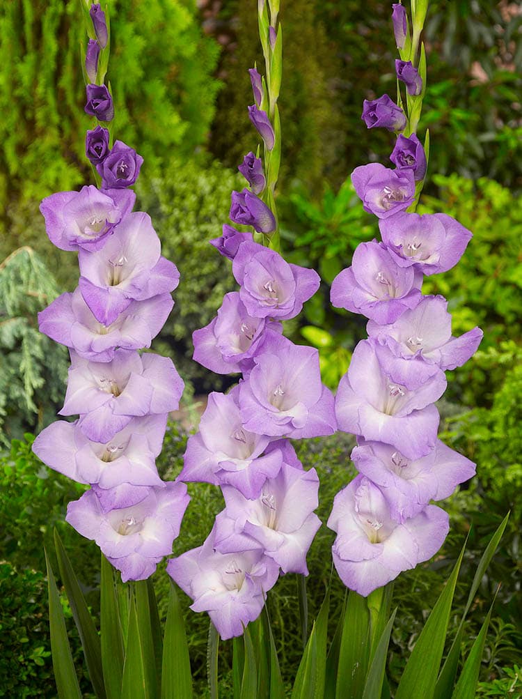 Gladiolus - Blue Tropic, 8 Pack - Image 2