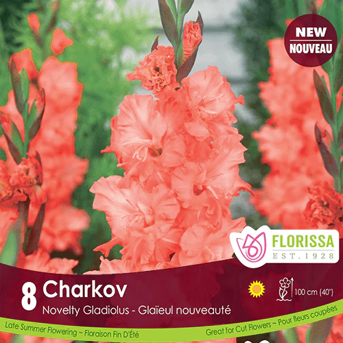 Gladiolus - Charkov, 8 Pack